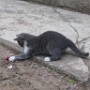 Chat (3)