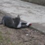 Chat (4)