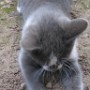 Chat (5)