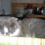 Chat (6)