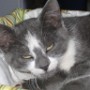Chat (8)