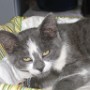 Chat (9)