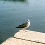 img820