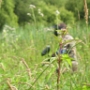 Paintball (6)