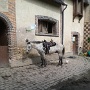 Ferme equestre (1)