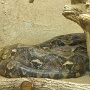 Anaconda