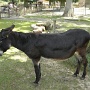 Ane