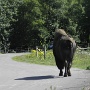 Bison Americain (1)