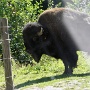 Bison Americain (2)