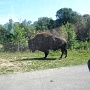 Bison Americain (3)