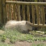 Capybara dit Cabiai (1)
