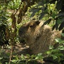Capybara dit Cabiai (3)