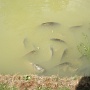 Carpes