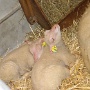 salonagriculture2012 (10)
