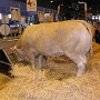 salonagriculture2012 (11)