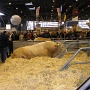 salonagriculture2012 (13)