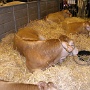 salonagriculture2012 (15)