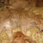 salonagriculture2012 (18)