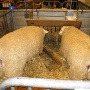 salonagriculture2012 (5)