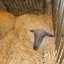 salonagriculture2012 (7)