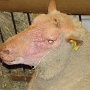 salonagriculture2012 (9)