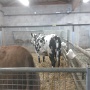 Sortie Ecole Ferme Pedagogique Rosny (10)