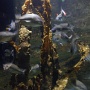 sealifevaldeurope (10)
