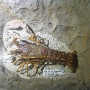sealifevaldeurope (11)