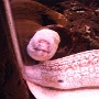 sealifevaldeurope (12)
