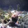 sealifevaldeurope (14)