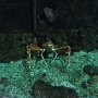 sealifevaldeurope (15)