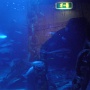 sealifevaldeurope (16)