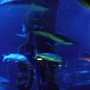 sealifevaldeurope (17)