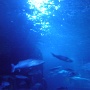 sealifevaldeurope (18)