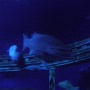 sealifevaldeurope (20)