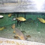sealifevaldeurope (3)