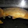 sealifevaldeurope (4)