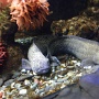 sealifevaldeurope (5)