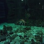 sealifevaldeurope (6)