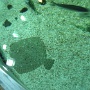 sealifevaldeurope (7)
