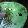 sealifevaldeurope (8)