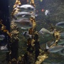 sealifevaldeurope (9)