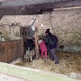 Visite ferme St HILLIERS (13)