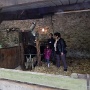 Visite ferme St HILLIERS (14)