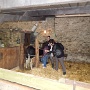 Visite ferme St HILLIERS (19)