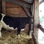 Visite ferme St HILLIERS (4)