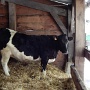 Visite ferme St HILLIERS (5)