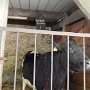 Visite ferme St HILLIERS (6)