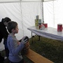 Chasse aux oeufs a ottrott 2017 (4)