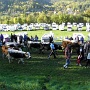 Fete de la Transumance Mulbach les munster (2)